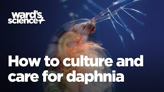 Caring and Culturing for Daphnia [upl. by Anaela]