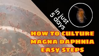 How to Culture Magna Daphnia Easily [upl. by Trefor729]