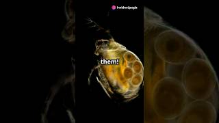 How to culture Daphnia for your Aquarium [upl. by Eilssel]