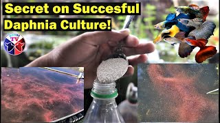 How to Culture Daphnia Successfully [upl. by Adnoved]