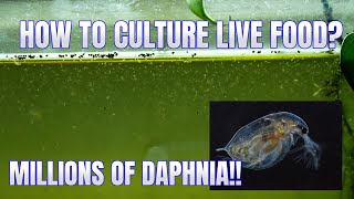 How to Culture Daphnia Secret Method to Breed MILLIONS  Simply Aquatic [upl. by Kohler]