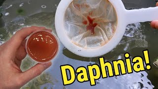 How I Culture Daphnia In Outdoor Tubs [upl. by Ileane]