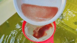 How to culture daphnia  Daphnia culture  How to grow daphnia outdoor [upl. by Arreik]