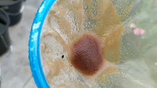 How to culture daphnia moina in a small container Part 1 English Subtitle [upl. by Woodrow94]