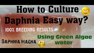 Daphnia MagnaHow to Culture Daphnia Easy wayCulturing Daphnia using Green water Daphnia [upl. by Gauthier]