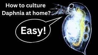 BEST Live Fish Food Beginner guide How to Culture Daphnia at home [upl. by Roarke53]