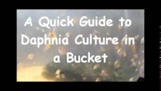 How to culture daphnia outside [upl. by Sapienza267]