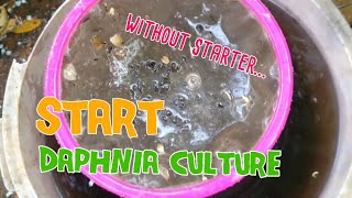 How to culture daphnia moina the easy way 1  Starting the Daphnia culture [upl. by Dhiman]