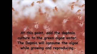 Daphnia  How to grow daphnia in your home [upl. by Nelak604]