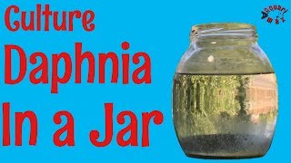 How to Culture Daphnia in a Jar [upl. by Teece]