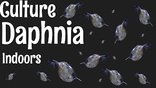 How to Culture Daphnia [upl. by Deenya]