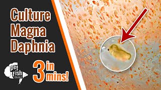 How to culture DAPHNIA MAGNA  The easy way [upl. by Aztiley194]