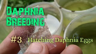 Daphnia Culture made simple and easy 3  Hatching Daphnia eggs [upl. by Dunton]