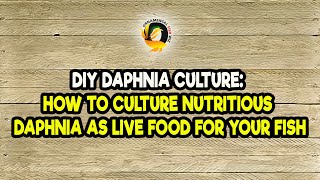 DIY Daphnia Culture How to Culture Nutritious Daphnia as Live Food for Your Fish [upl. by Fesoy]