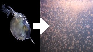 How I Culture Daphnia [upl. by Yrret]