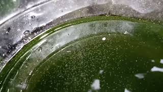 DAPHNIA MOINA CULTURE IN A SMALL BUCKET [upl. by Eserahs32]