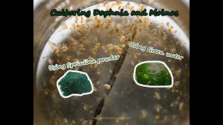 How To Culture Daphnia and Moinas using Green Water Spirulina powder [upl. by Legge724]