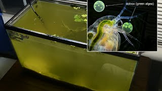 Raising Daphnia for the Freshwater Aquarium [upl. by Strander]