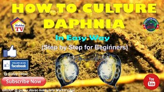 HOW TO CULTURE DAPHNIA In Easy Way [upl. by Mulcahy]